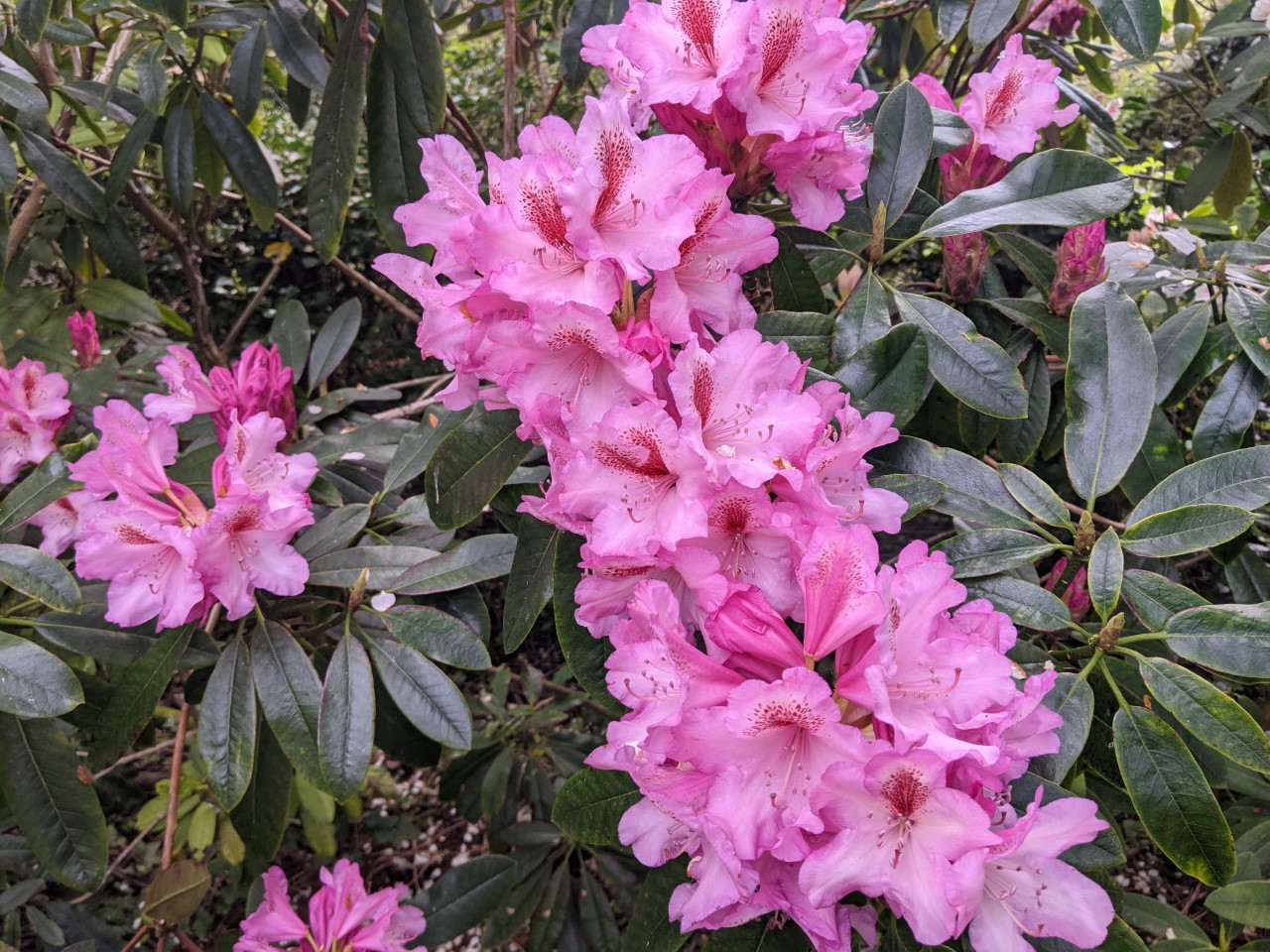 Unnamed hybrid seedling